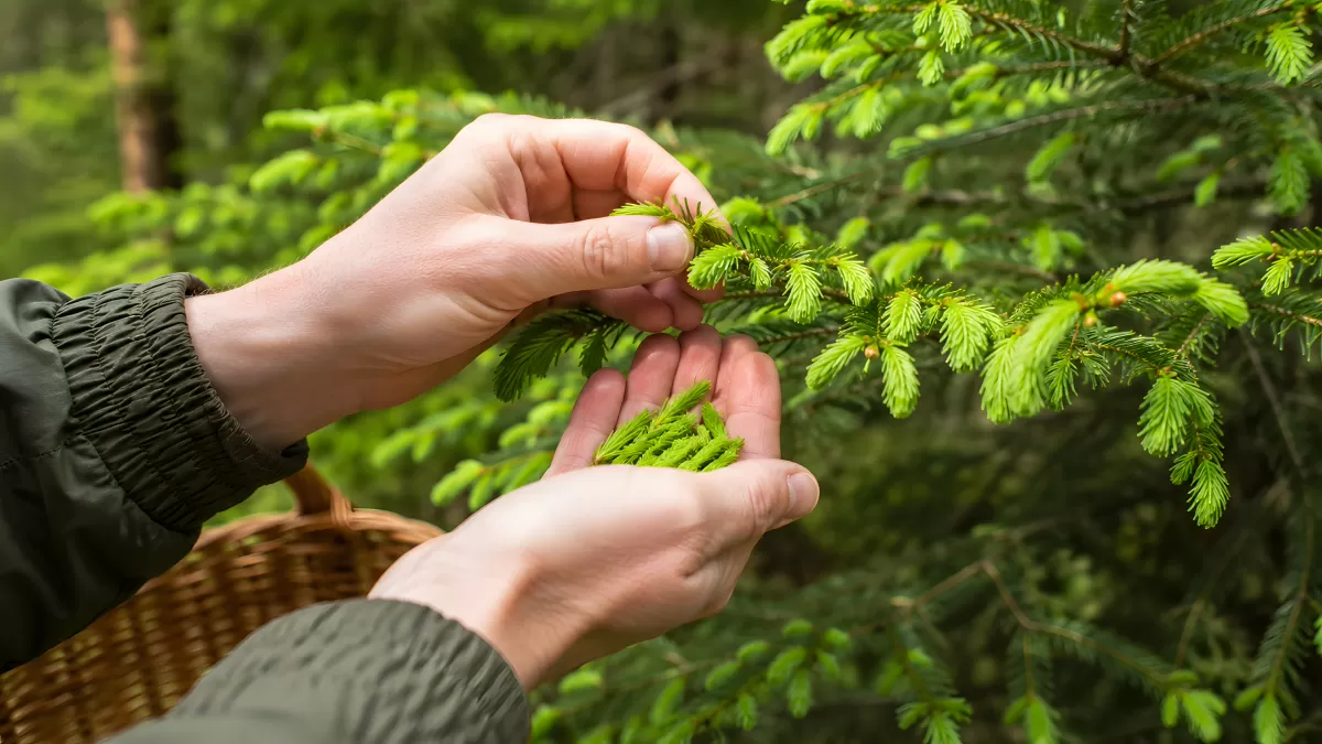Hände pflücken frische Fichtentriebe im Wald