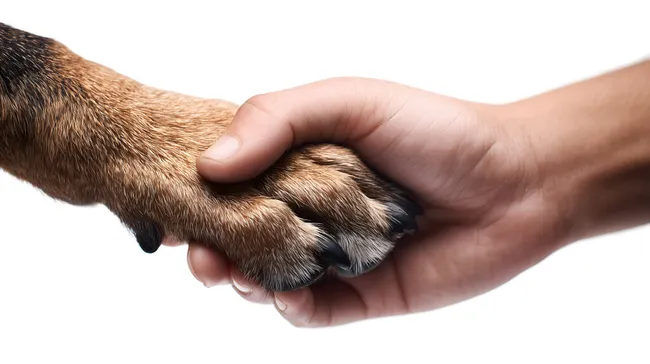 Hände schütteln mit Hundepfote auf weißem Hintergrund