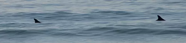 Haie am Venice Beach / Sharks at Venice Beach