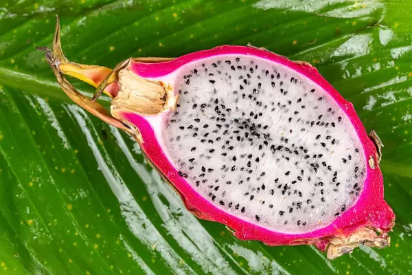 Half ripe dragon fruit on green wet leaf