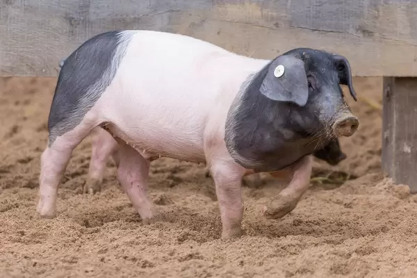 Hällisch-Fränkisches Landschwein (Mohrenköpfle)