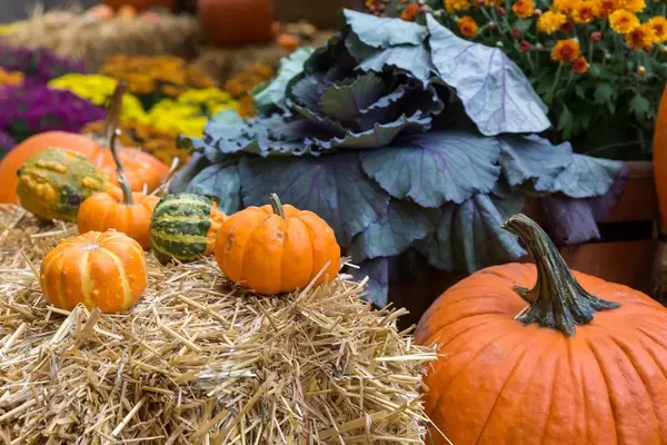 Halloween-Atmosphäre in Downtown Chicago mit kleinen und großen Kürbissen, Heu und Pflanzen (Nahaufnahme)