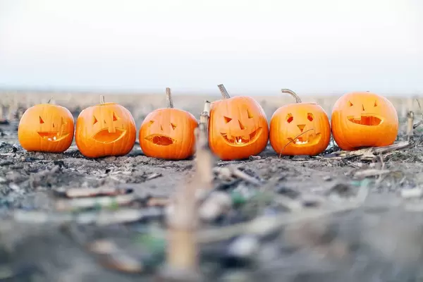 Halloween pumpkins on a scary field (Flip 2019)