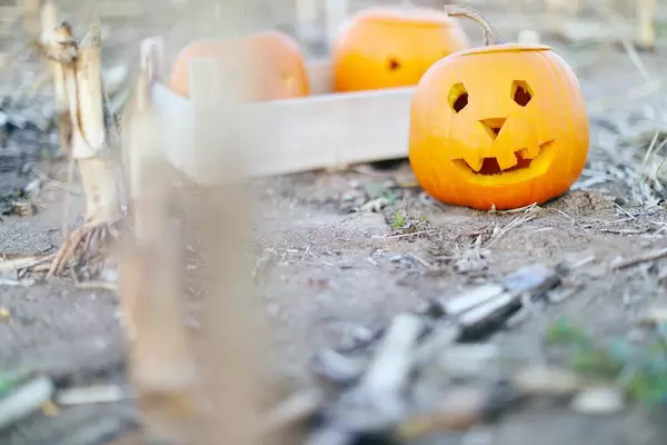 Halloween pumpkins on the ground (Flip 2019)