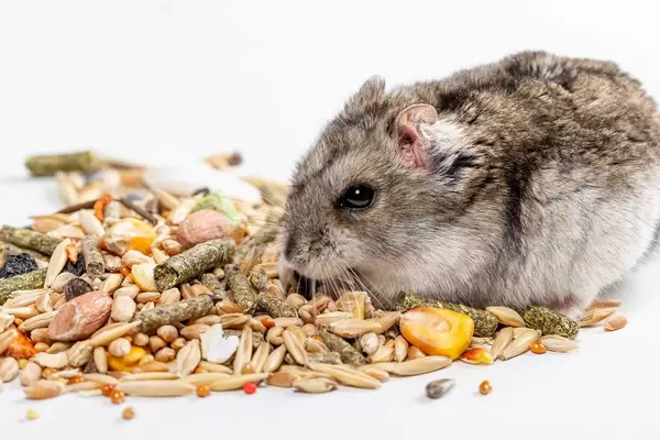 Hamster and hamster food on a white background