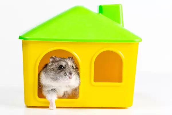 Hamster comes out of his yellow house