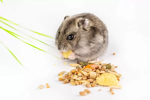 Hamster eats on a white background with food in its paws