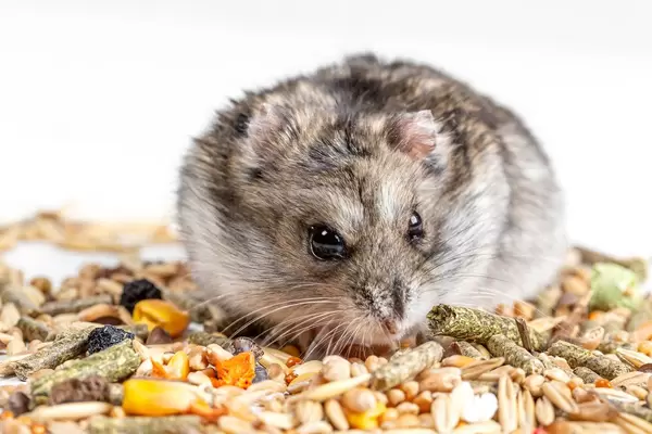 Hamster face, close-up. Rodent food, hamster food concept