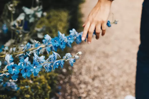 Hand berührt blaue Blumen auf einem Feld. Nahaufnahme