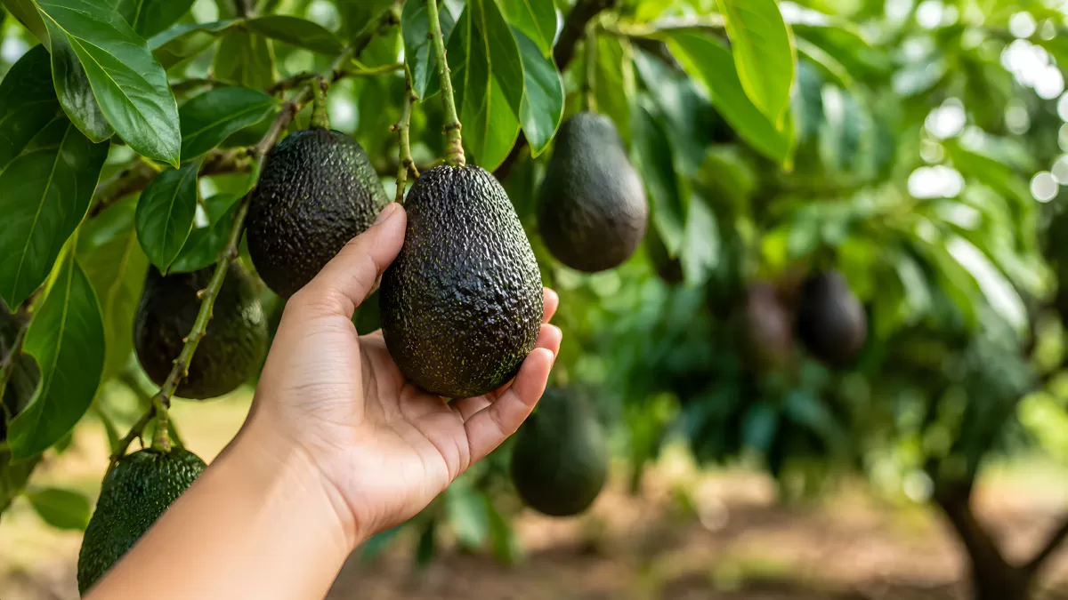Hand erntet reife Avocado direkt vom Baum