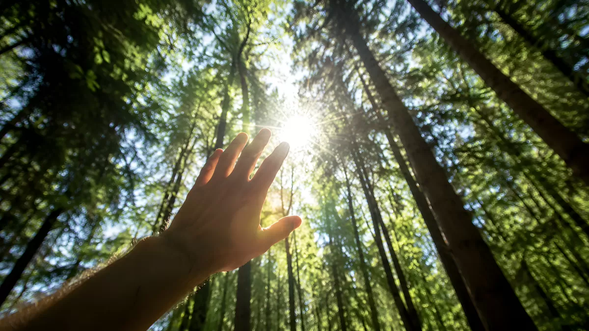 Hand greift nach Sonnenlicht im grünen Waldlicht