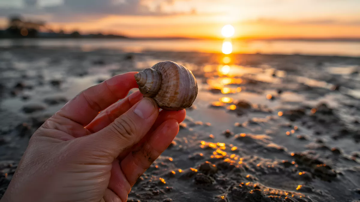 Hand hält Meeresschnecke am Strand bei Sonnenuntergang