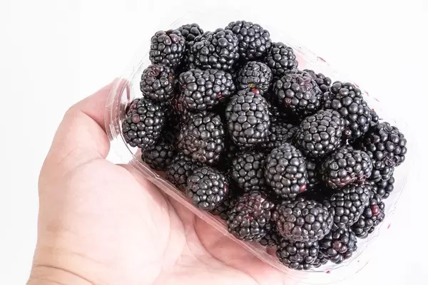 Hand hält eine Plastikbox mit frischen Brombeeren, vor einem weißen Hintergrund