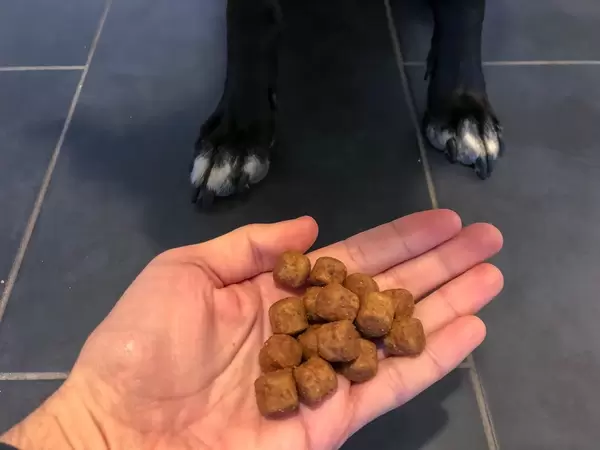 Hand hält Hundefutter über dem Boden vor den Pfoten eines schwarzen Hundes