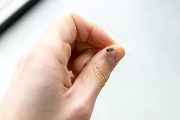 Hand hält kleine Spinne zwischen Daumen und Zeigefinger