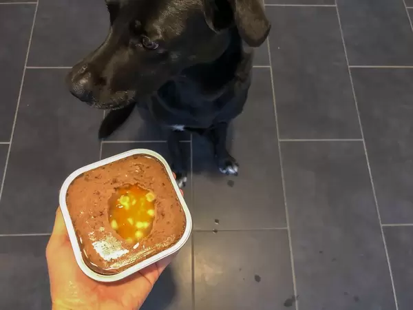 Hand hält schwarzem Hund Schale Hundepastete mit Huhn, Karotten und Nudeln hin