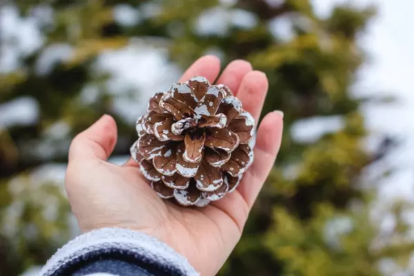 Hand Holding a Pine Cone_.jpg