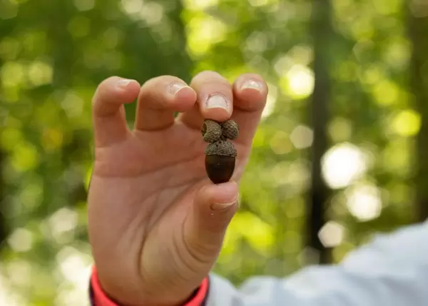 Hand holding acorn