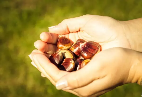 Hand holding chestnuts