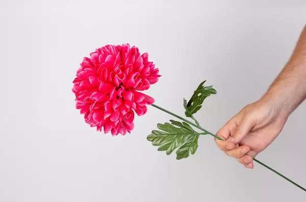 Hand holding pink dahlia flower