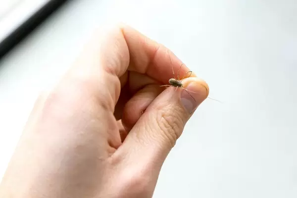 Hand holds small spider between thumb and forefinger