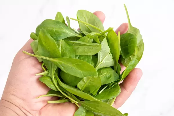 Hand mit Babyspinat: früh geernteter Spinat mit besonders feinen, zarten Blättern