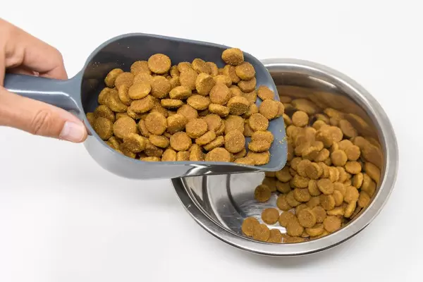 Hand mit Futterschaufel schüttet Hills Canine Senior Large Breed 5+ Huhn in den Hundenapf