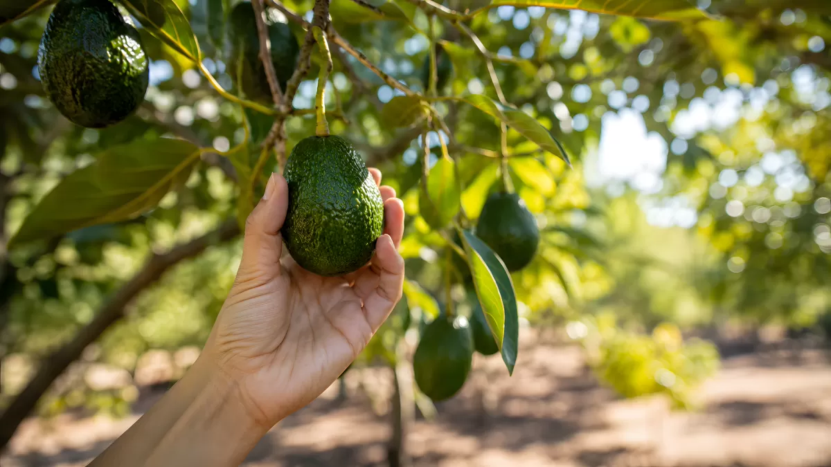 Hand pflückt reife Avocado vom Baum im Obstgarten