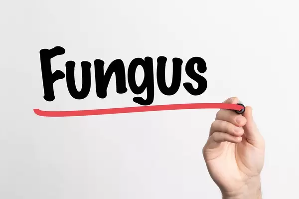 Hand schreibt das Wort "Pilz" auf ein Whiteboard