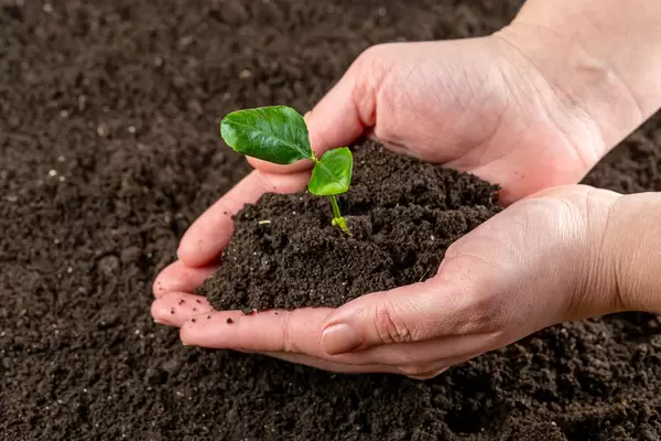 Hands holding green sprout with soil