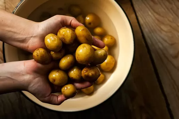 Hands of housewife taking a group of fresh new potatoes from the pan with water