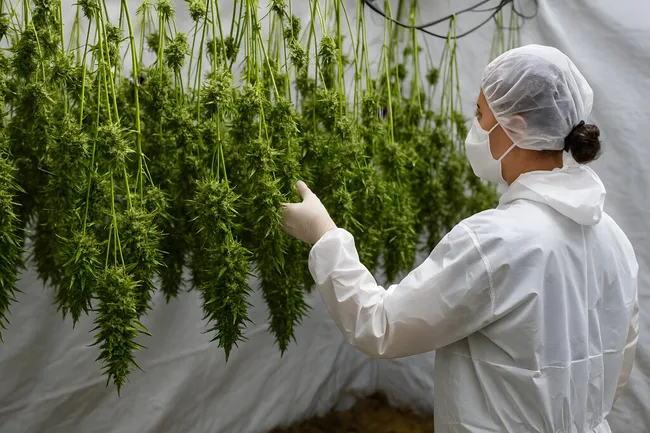 Hanfpflanzen in professioneller Indoor-Plantage