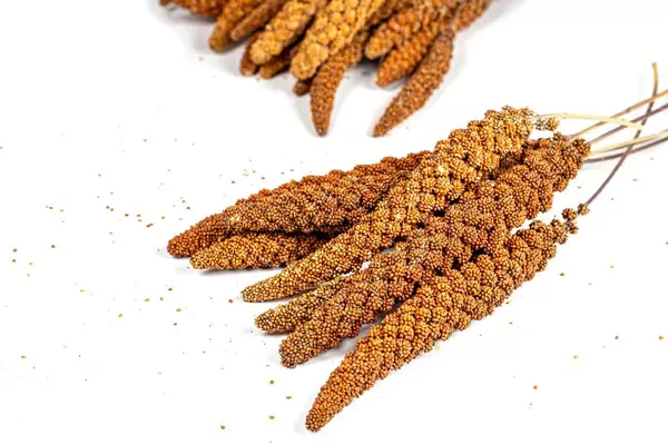 Harvest red millet on white background
