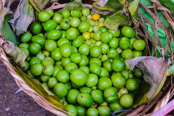 Harvested green tomatoes in basket (Flip 2019)