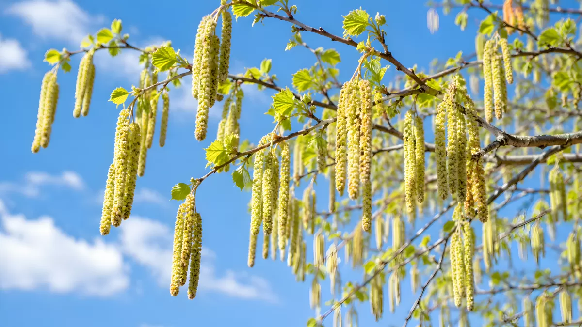 Haselnussstrauch mit Kätzchen im Frühling