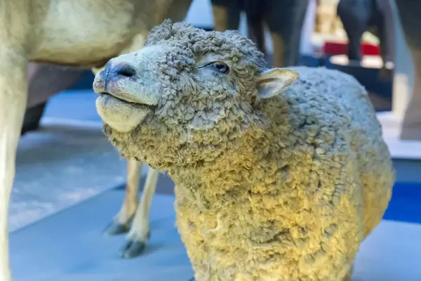 Hausschaf / Domestic Sheep