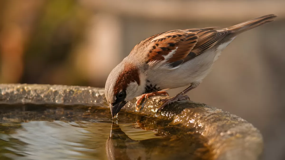 Haussperling trinkt Wasser an einem Vogelbad