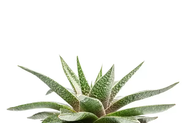 Haworthia - compact succulent houseplant on white