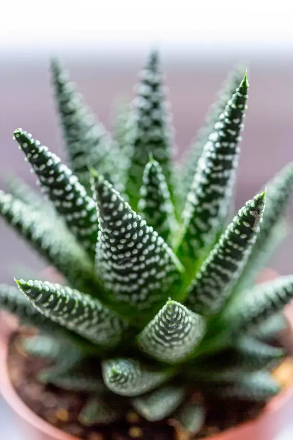 Haworthia - succulents closeup (Flip 2019)