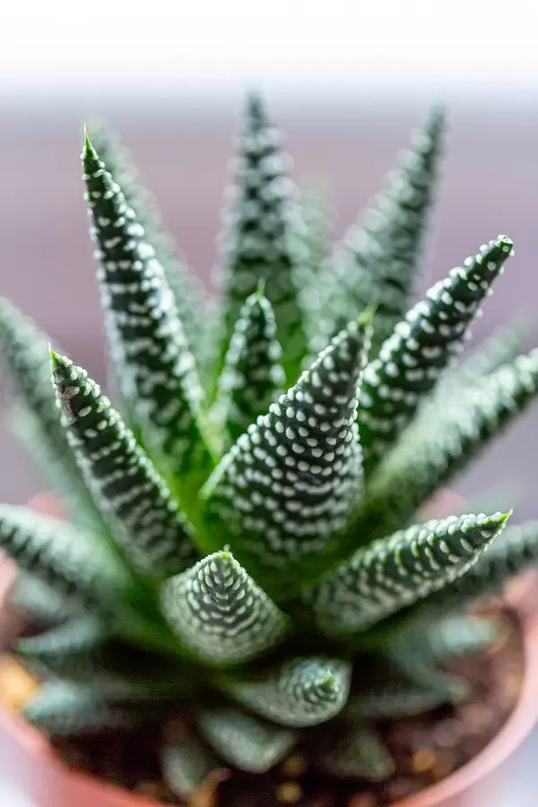 Haworthia - succulents closeup