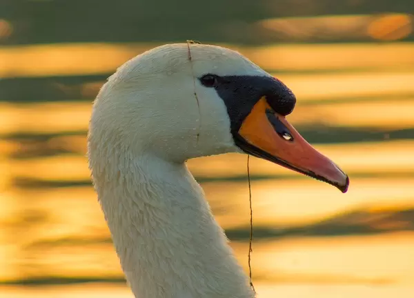 Head of swan
