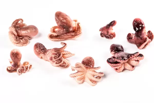 Healthy eating concept, delicious seafood set of cooked baby octopus