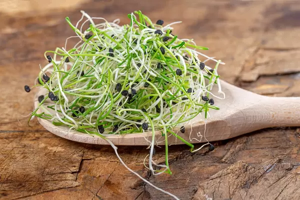 Healthy eating concept. Fresh green onion sprouts in wooden spoon on old wooden background (Flip 2019)
