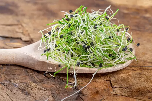 Healthy eating concept. Fresh green onion sprouts in wooden spoon on old wooden background