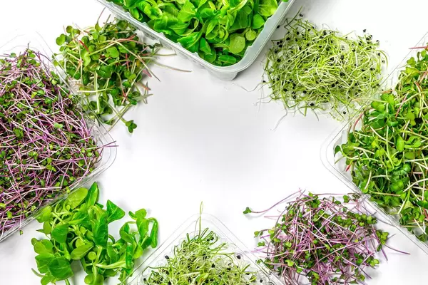 Healthy food. Frame of micro-green onion, cabbage, radish and corn salad on white background. Top view (Flip 2019)
