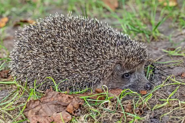Hedgehog on autumn natural background