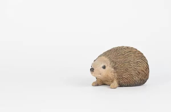 Hedgehog on white background
