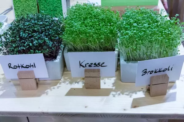 Heimgart Kresse, Rotkohl und Brokkoli Microgreens