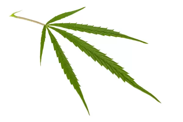 Hemp leaf on a white background