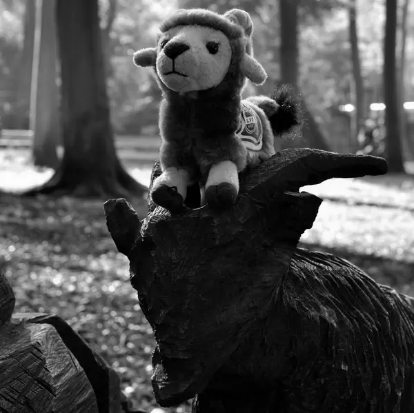 Hennes im Lindenthaler Tierpark